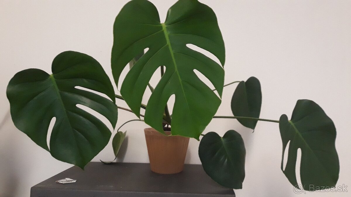 Monstera