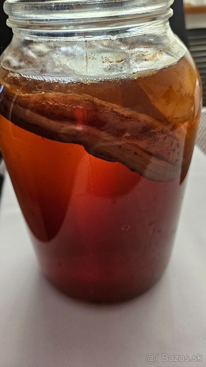 Čajová huba KOMBUCHA