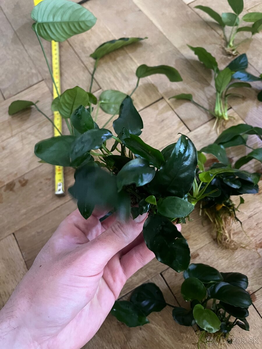 Anubias