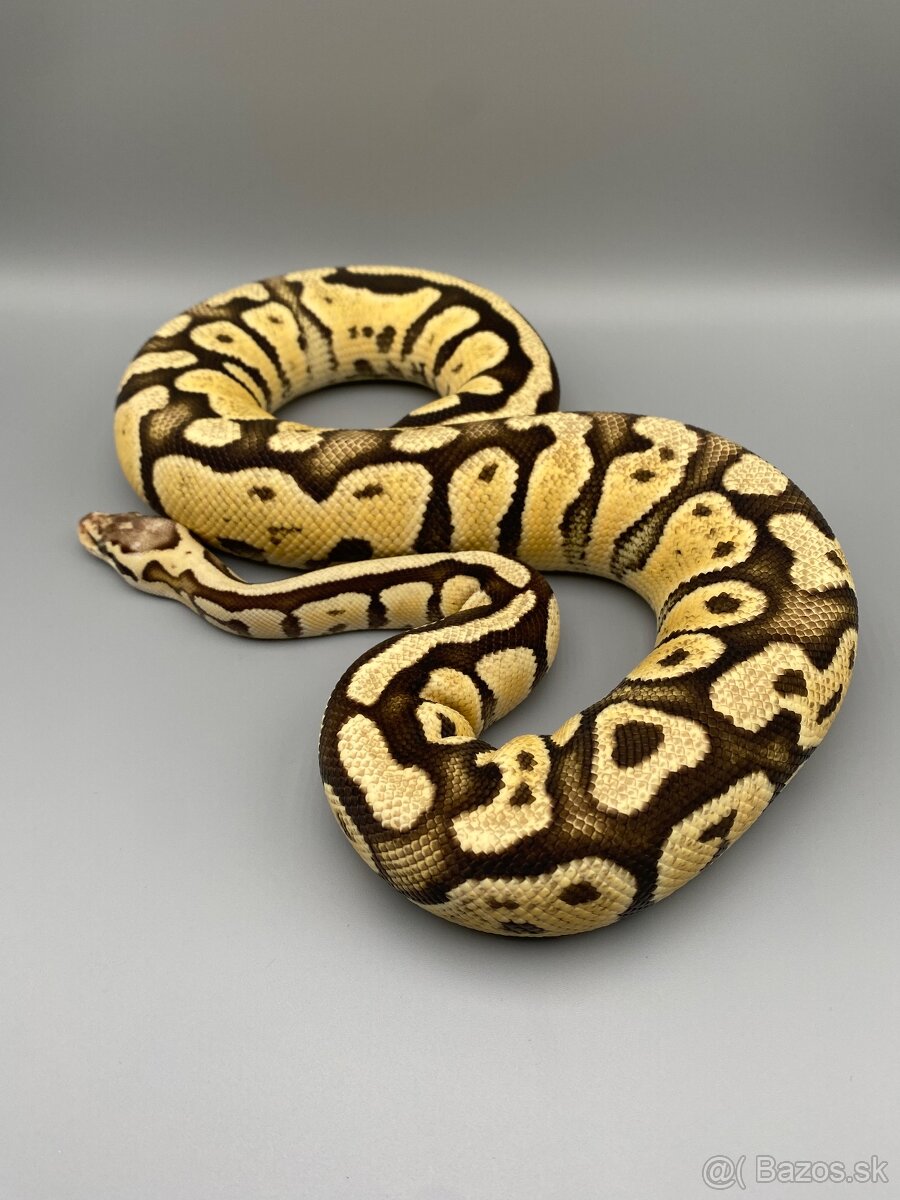 Python regius / Pytón kráľovský