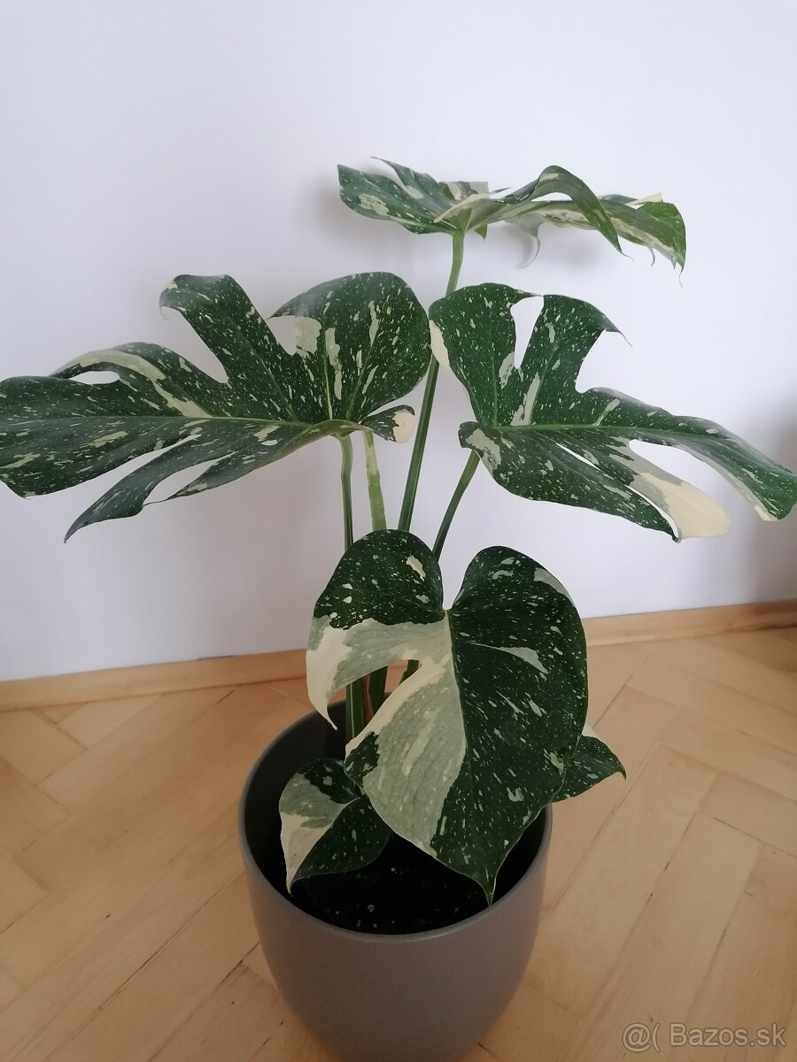 Monstera thai constalation