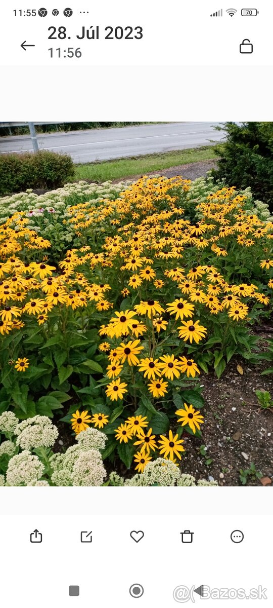 Rudbekia