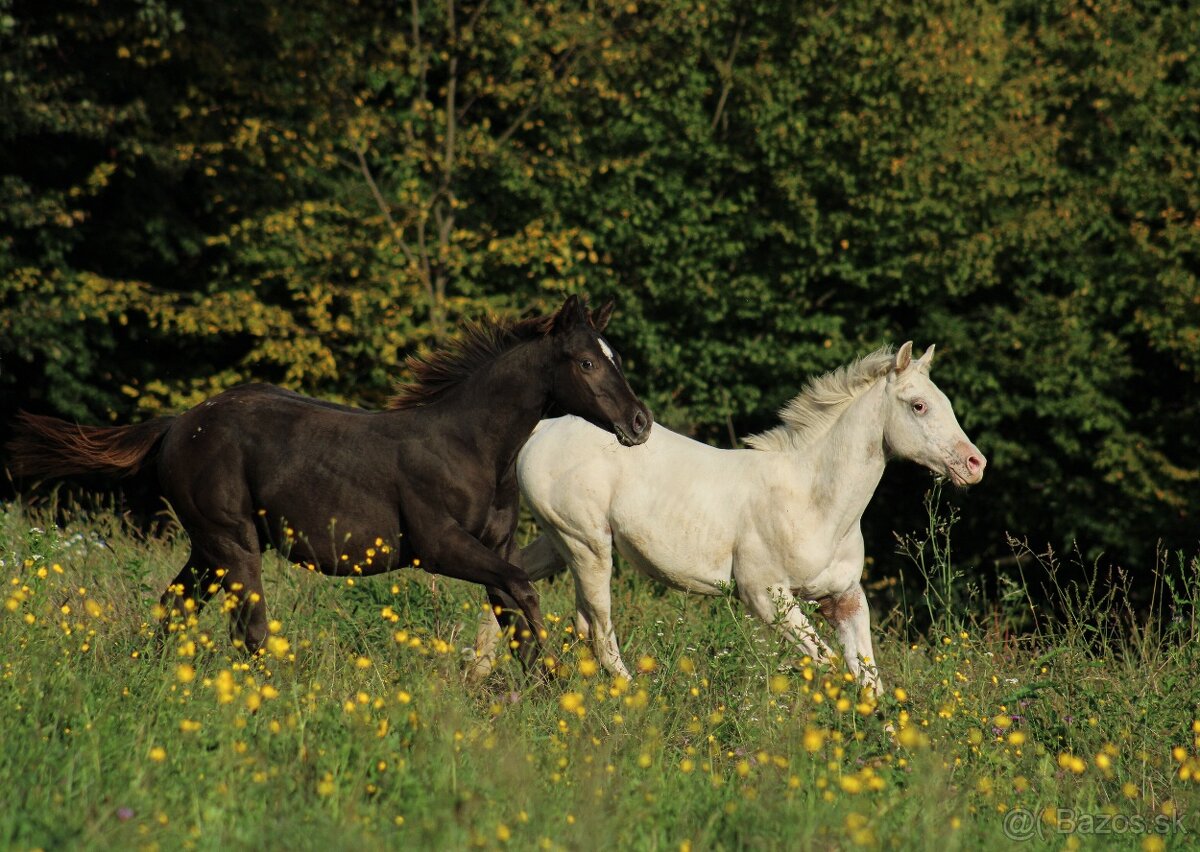 Black Appaloosa colt