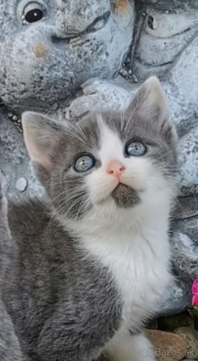 Britské modré mačiatka