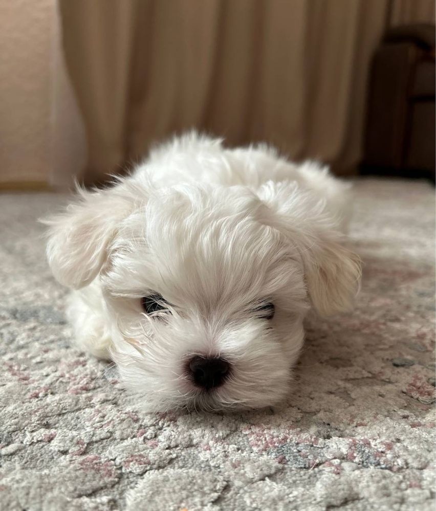 Maltipoo miniatúrne šteniatka