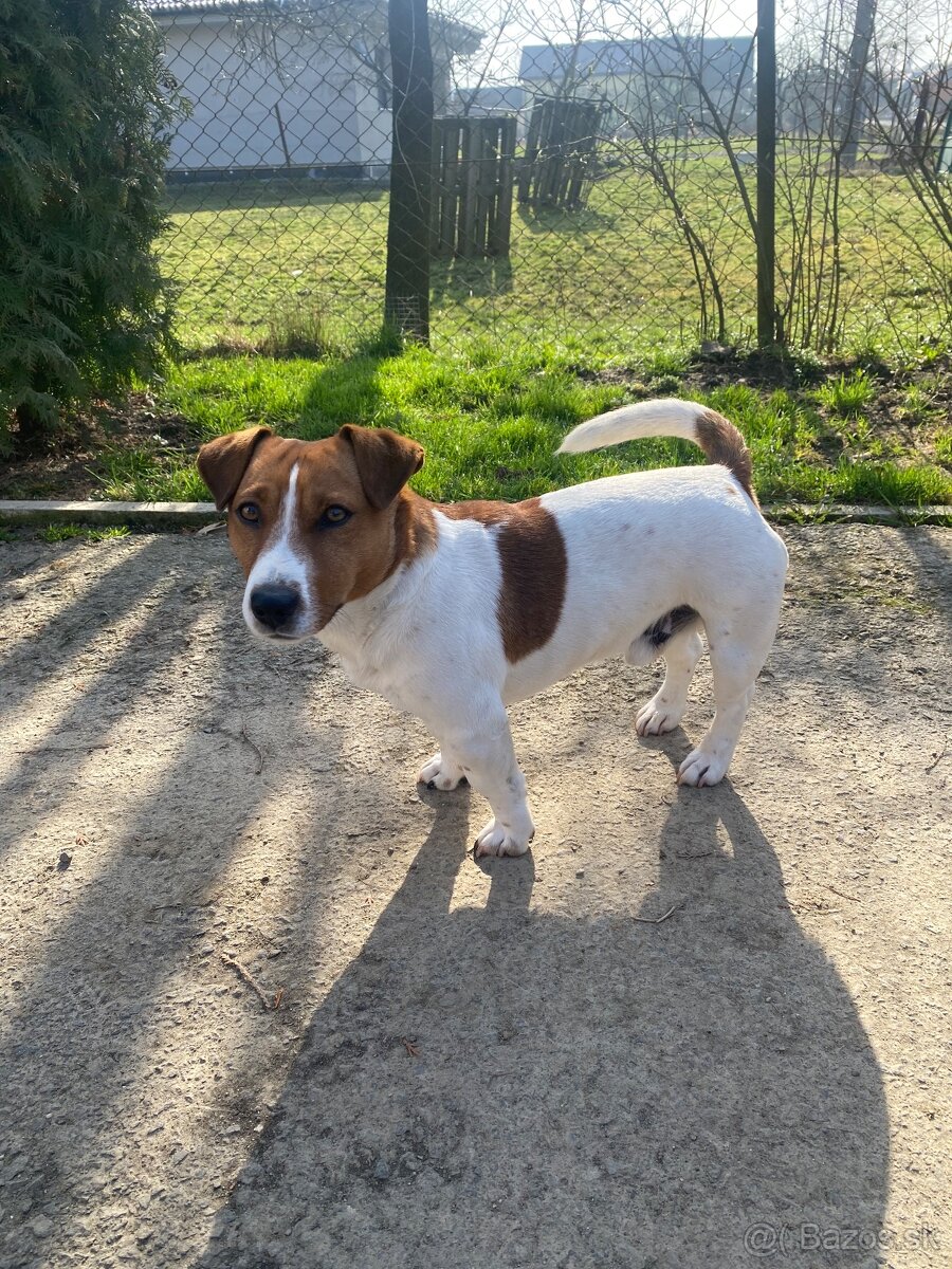 Jack russel teriér