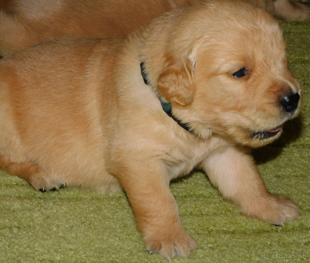 Zlatý Retriever / Golden Retriever s PP