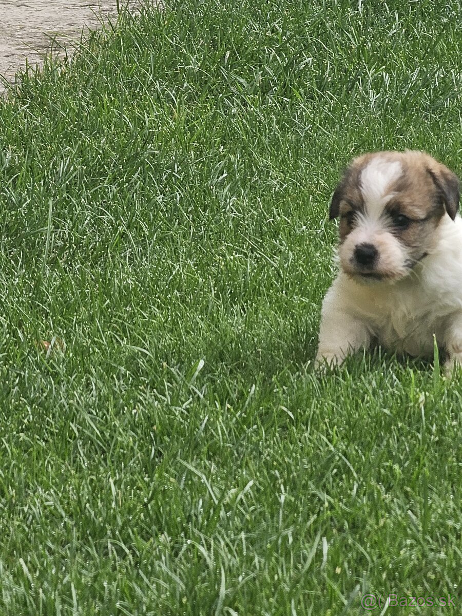 Predám šteniatka Jack Russel Terier