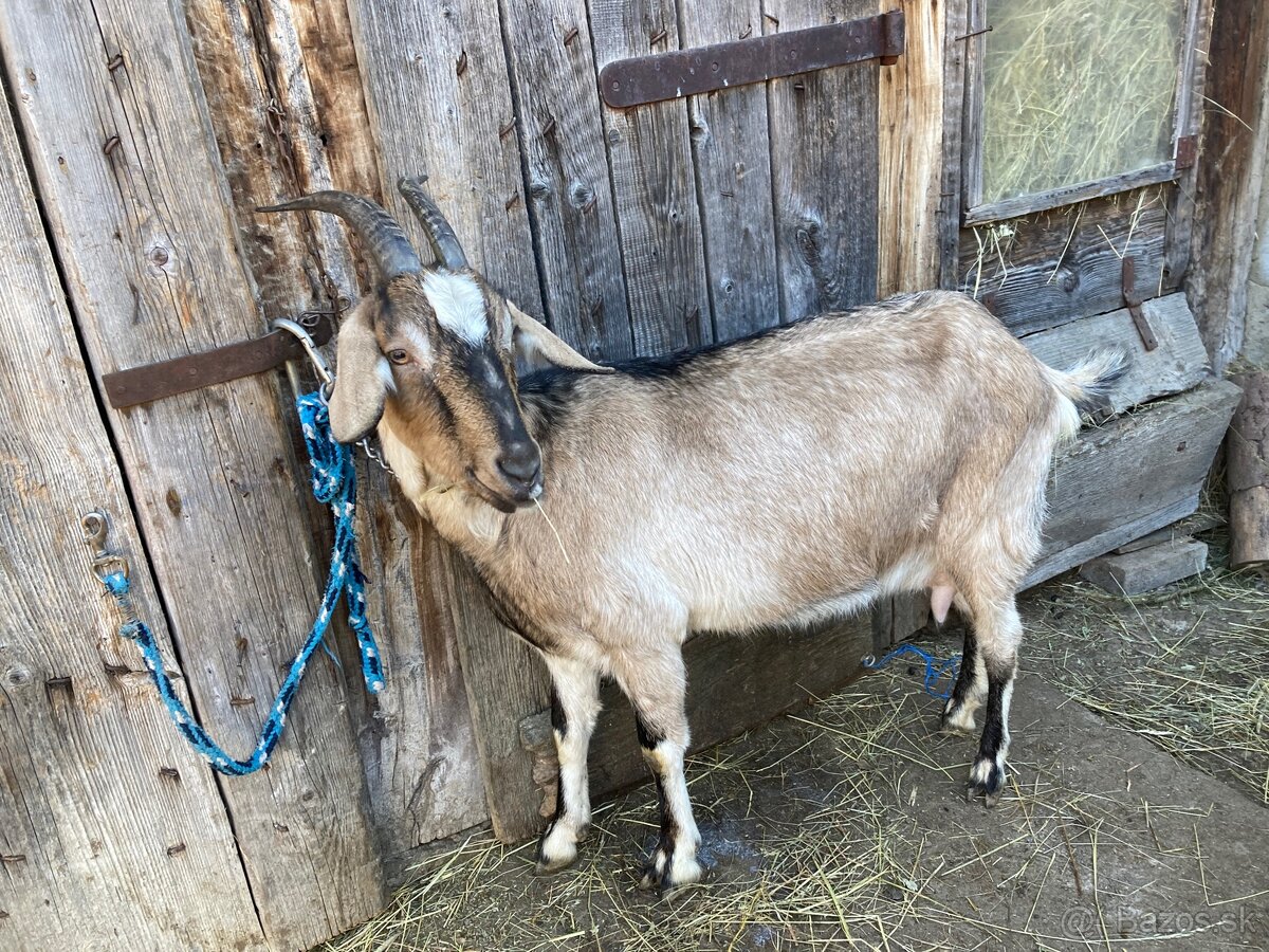 Dojna koza na predaj