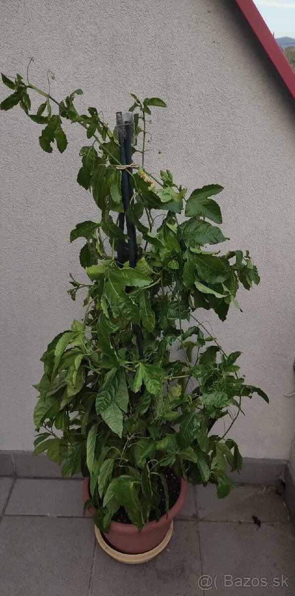 Marakuja passiflora edulis mučenka Prešov Bazoš sk