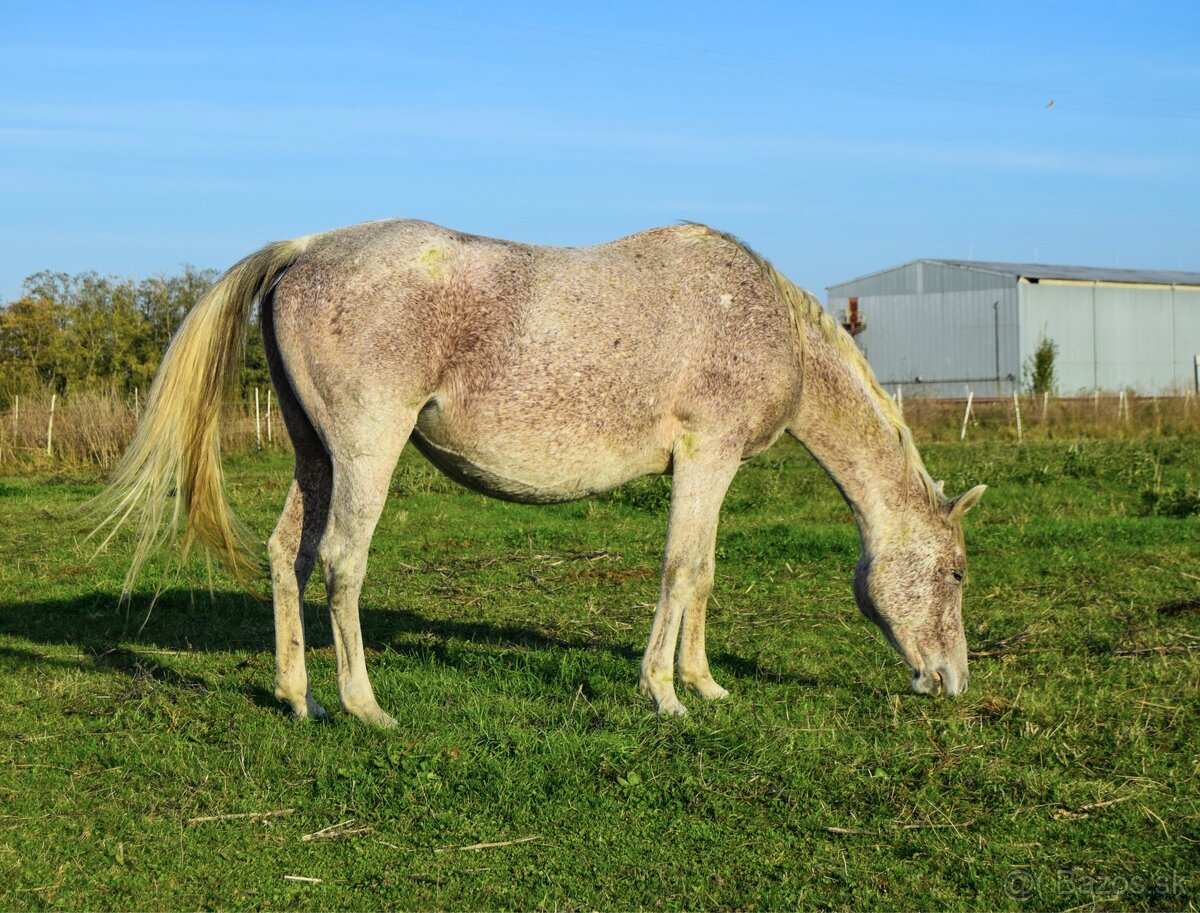 Žrebná kobyla shagya arab