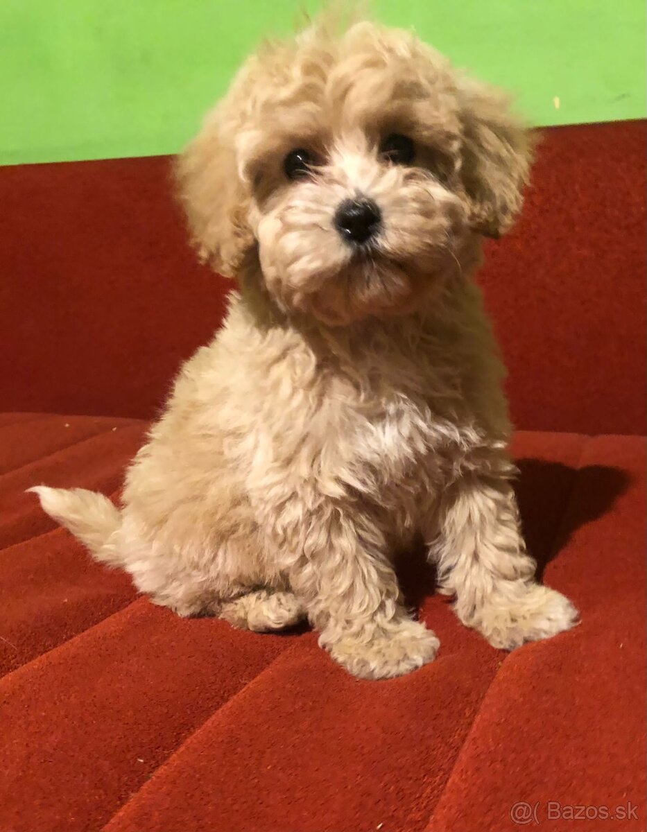 Maltipoo