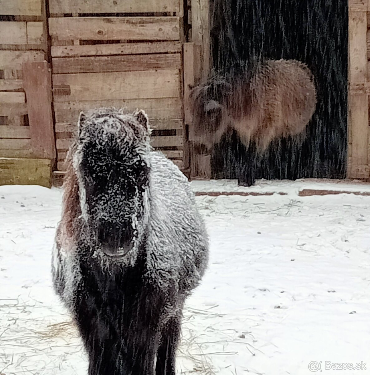 Americký miniatúrny konik