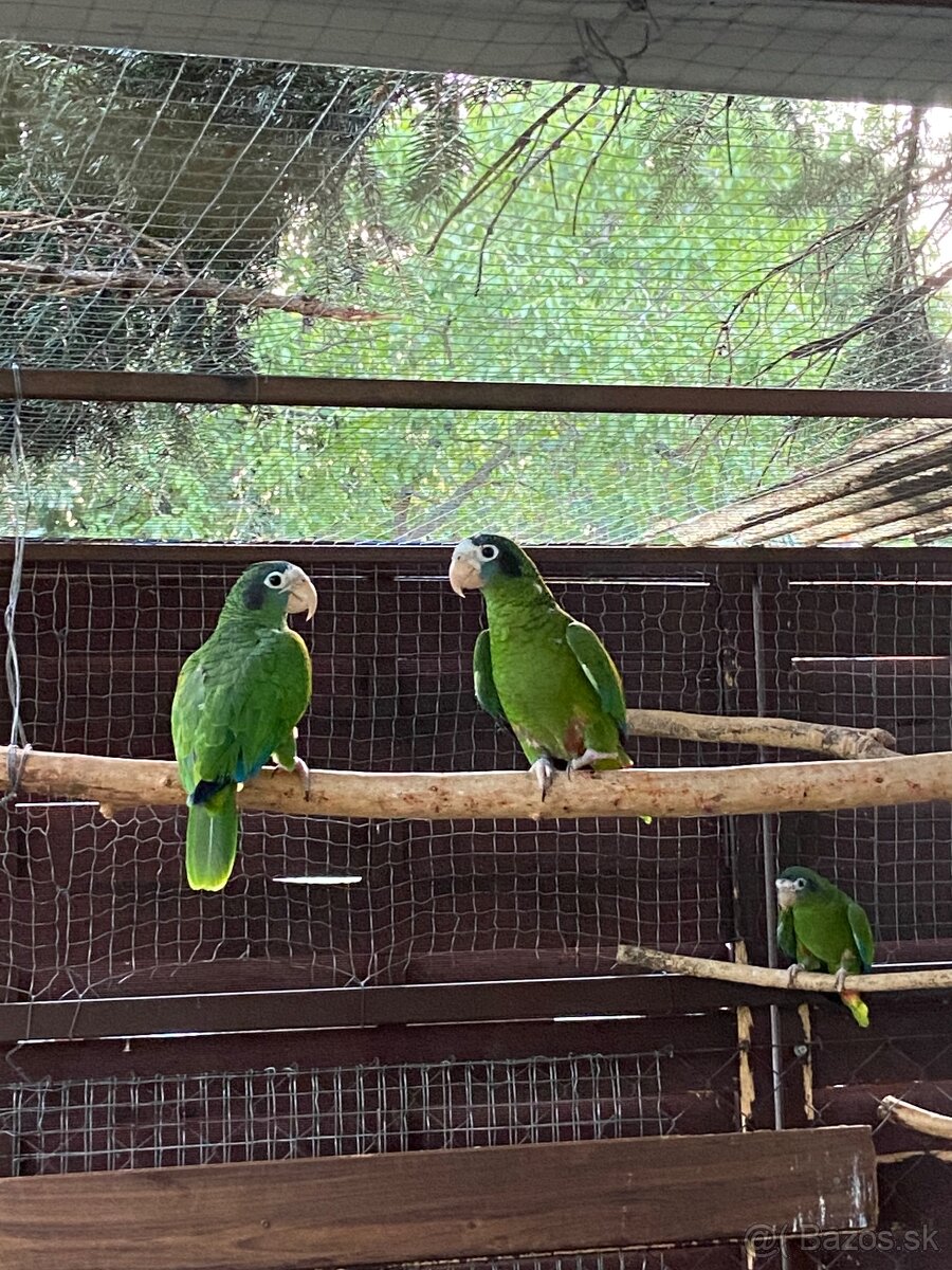 Amazona Ventralis / Érd, Madarsko-HU