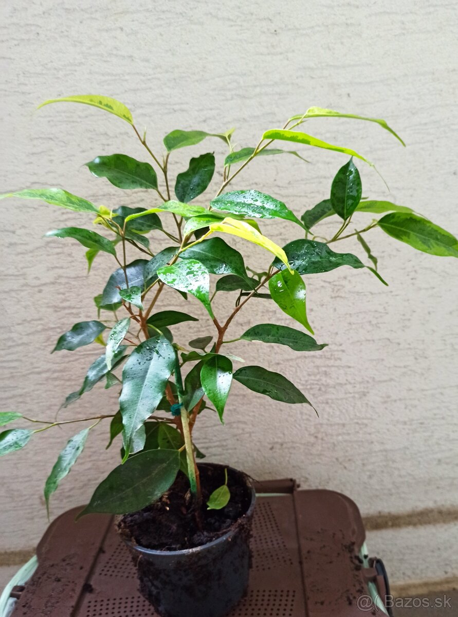 Ficus Benjamina