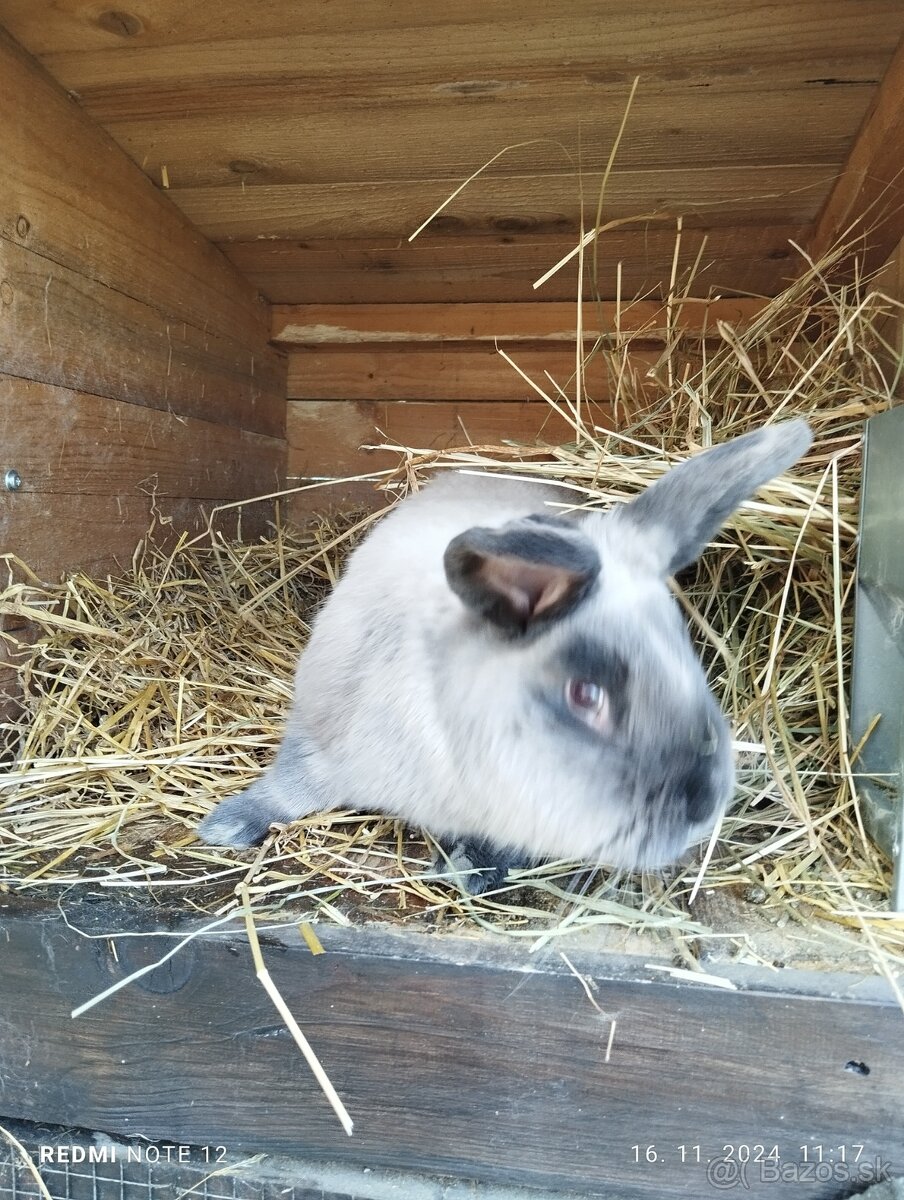 VEĽKÝ KUNÍ MODRÝ - SAMICA