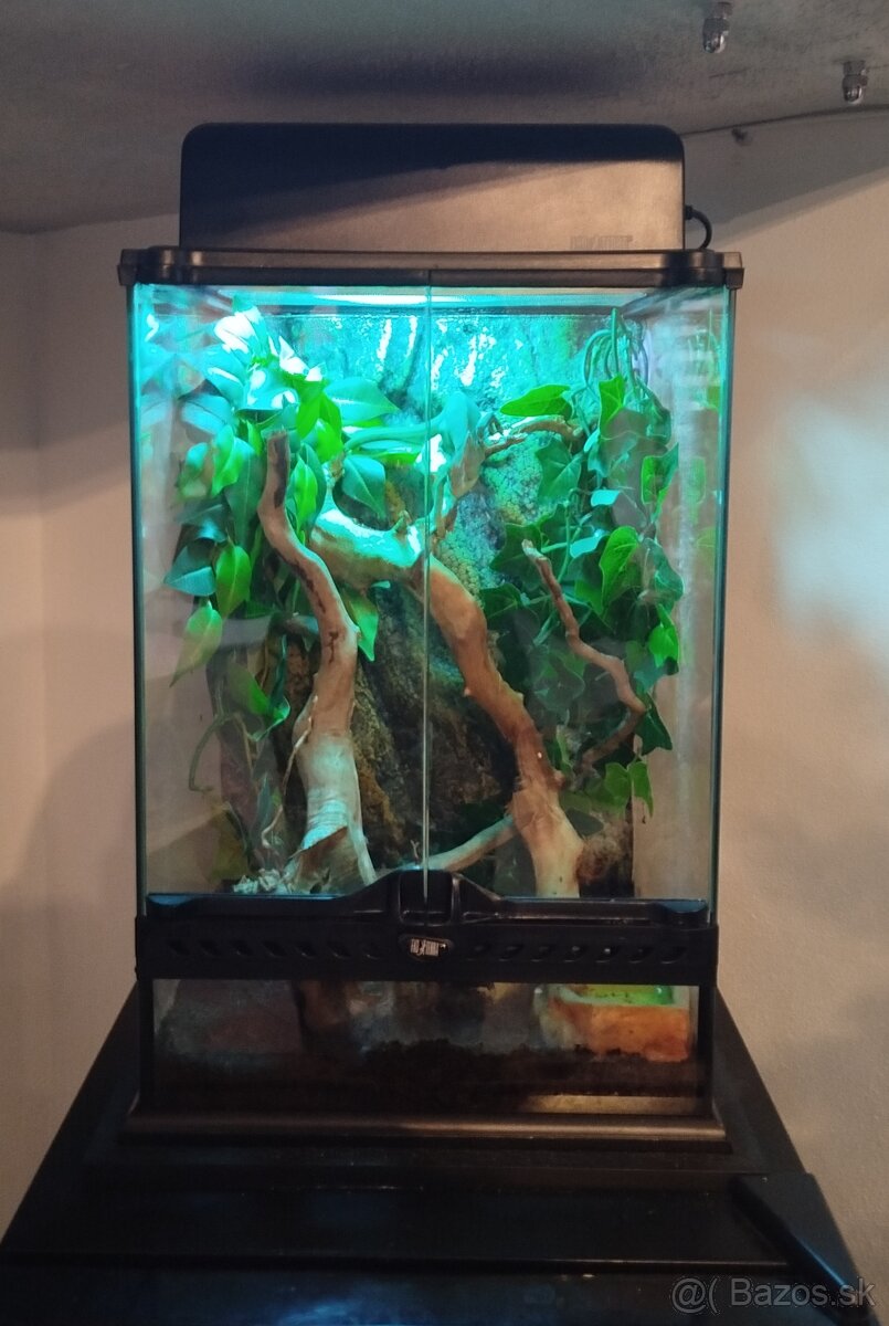 Terarium