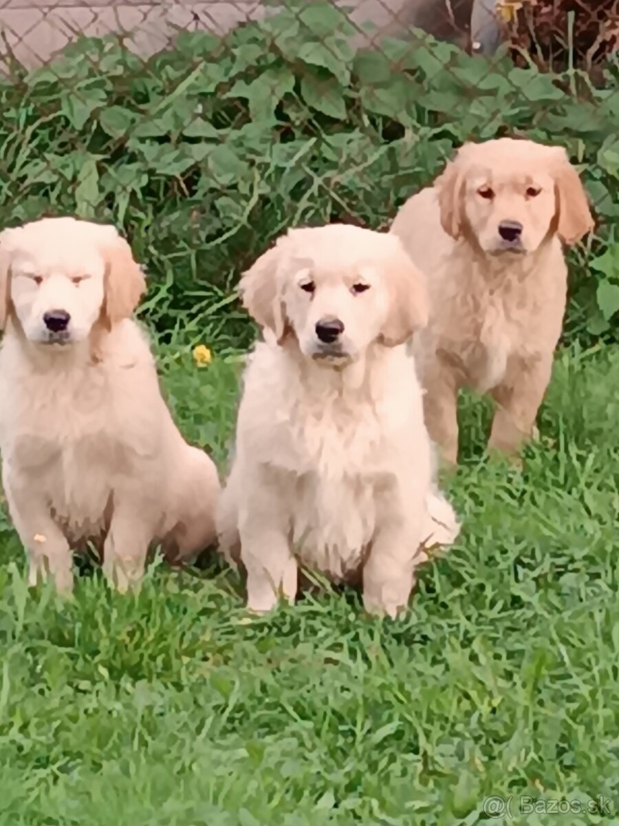 Zlatý retriever.