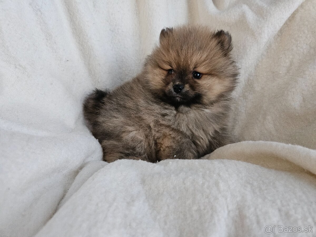 Pomeranian