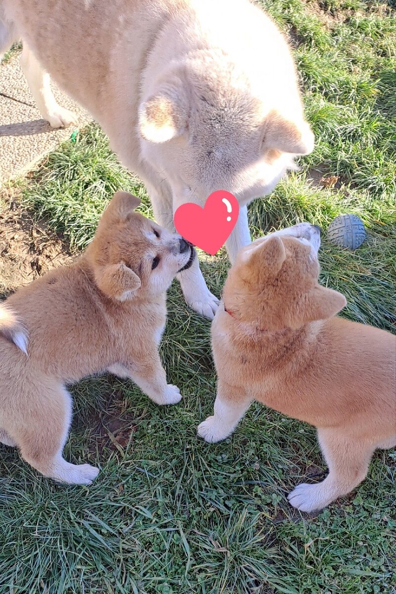 Šteniatka AKITA INU s rodokmeňom