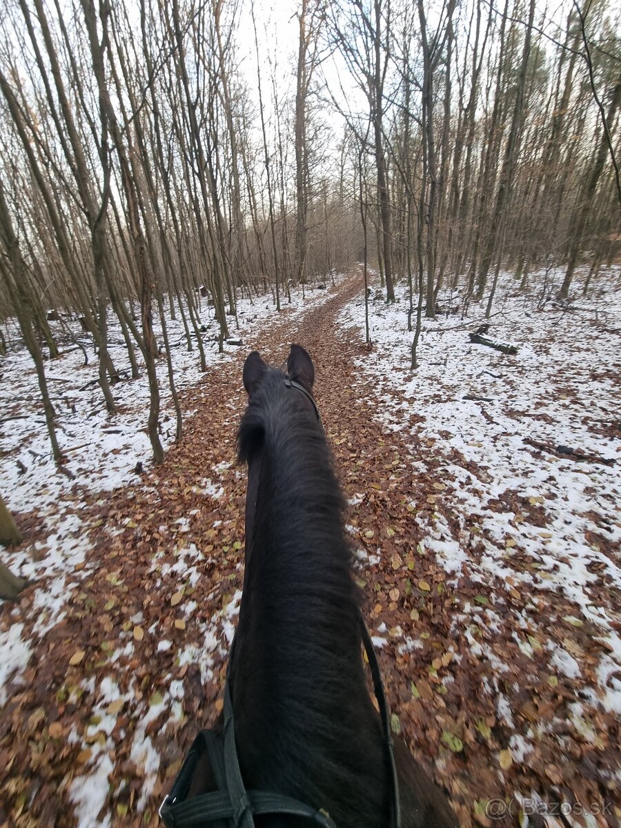 Kurz jazdy na koni