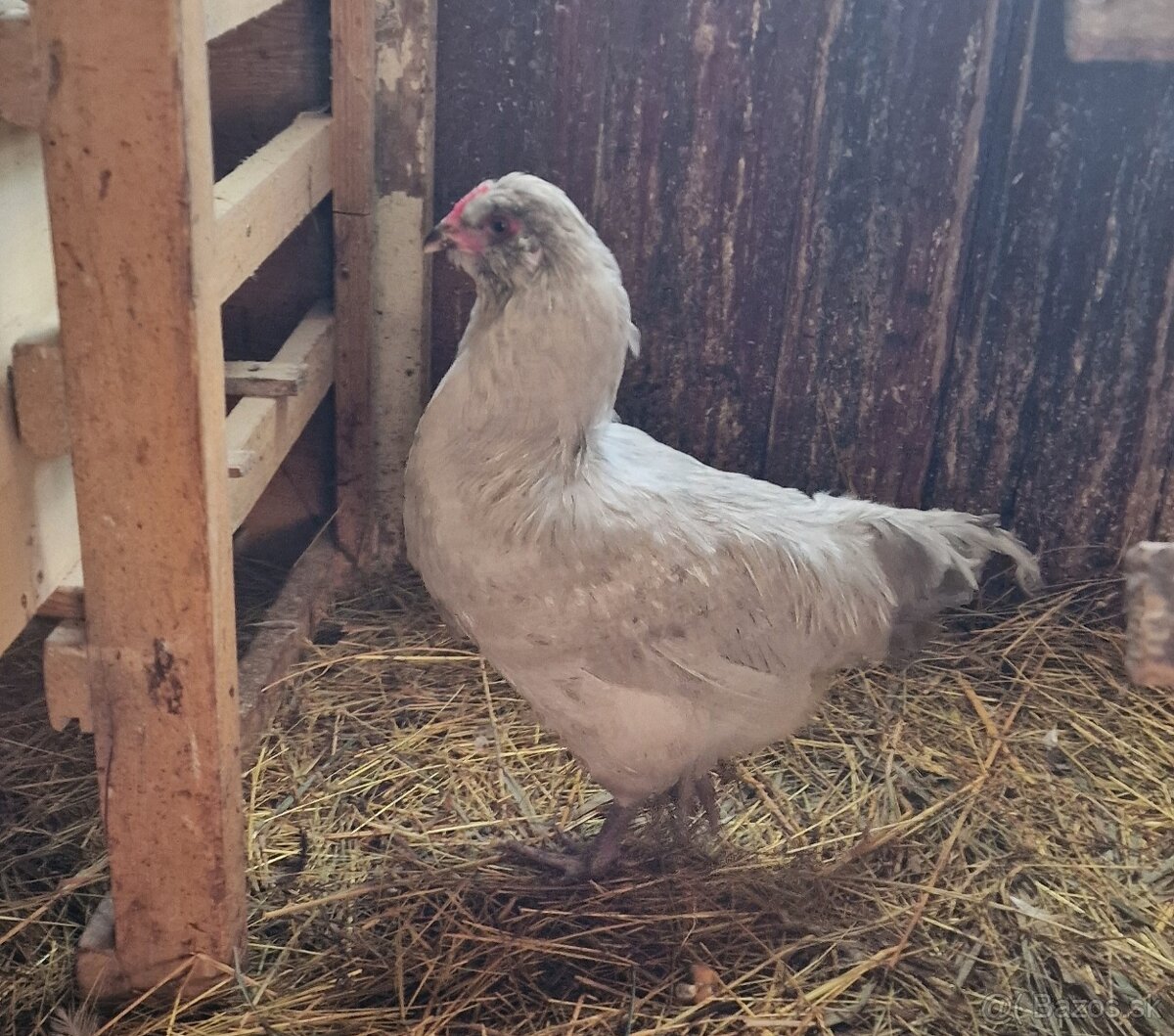 Dvaja kohuti Araucana levandulova