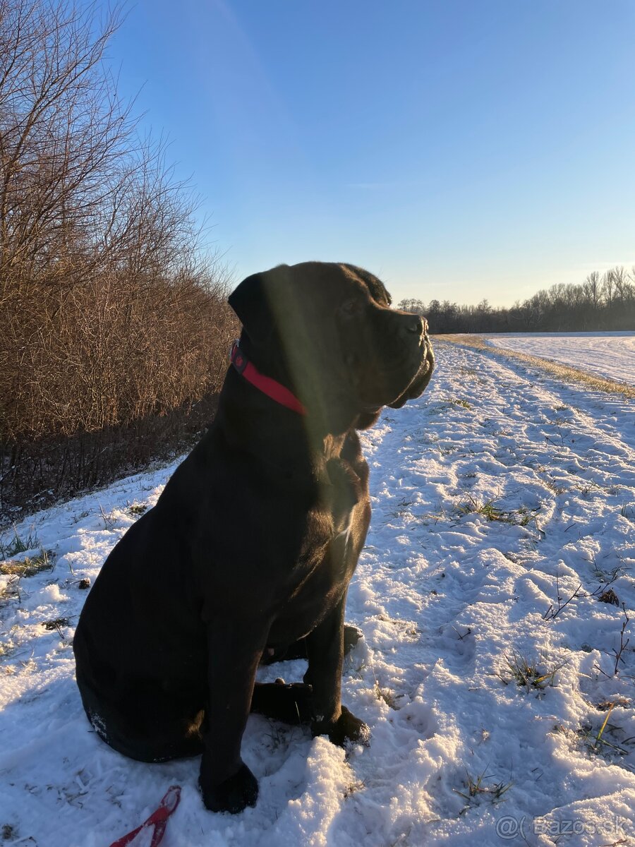 Cane corso