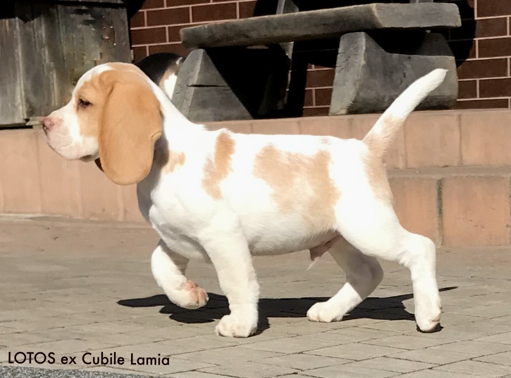 Bígel Beagle Bigl s PP FCI (bicolor)