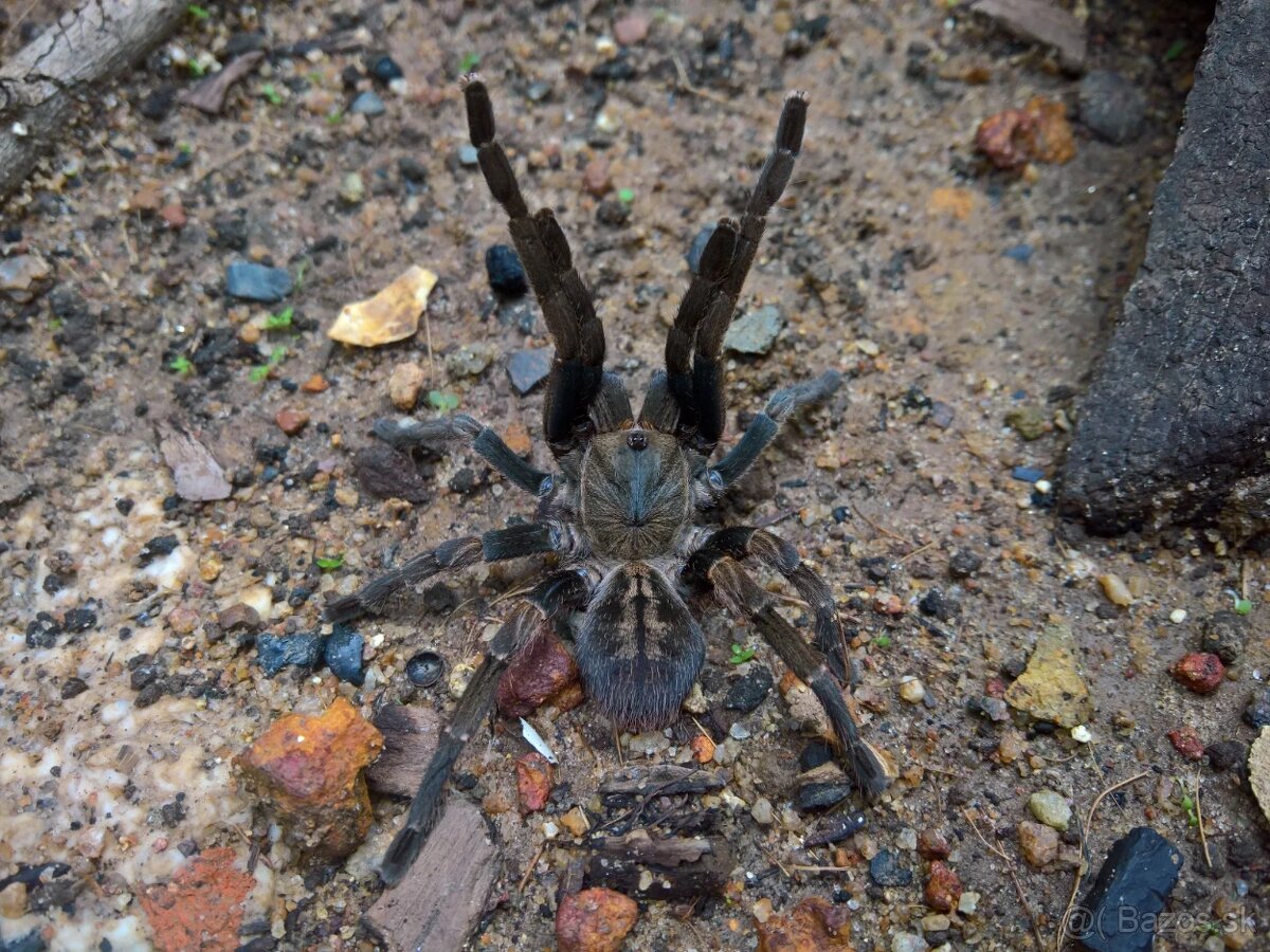 Ornithoctoninae sp. “Veronica Dwarf