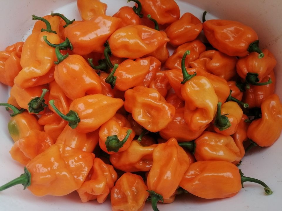 Predavame HABANERO chilli papričky čerstvé