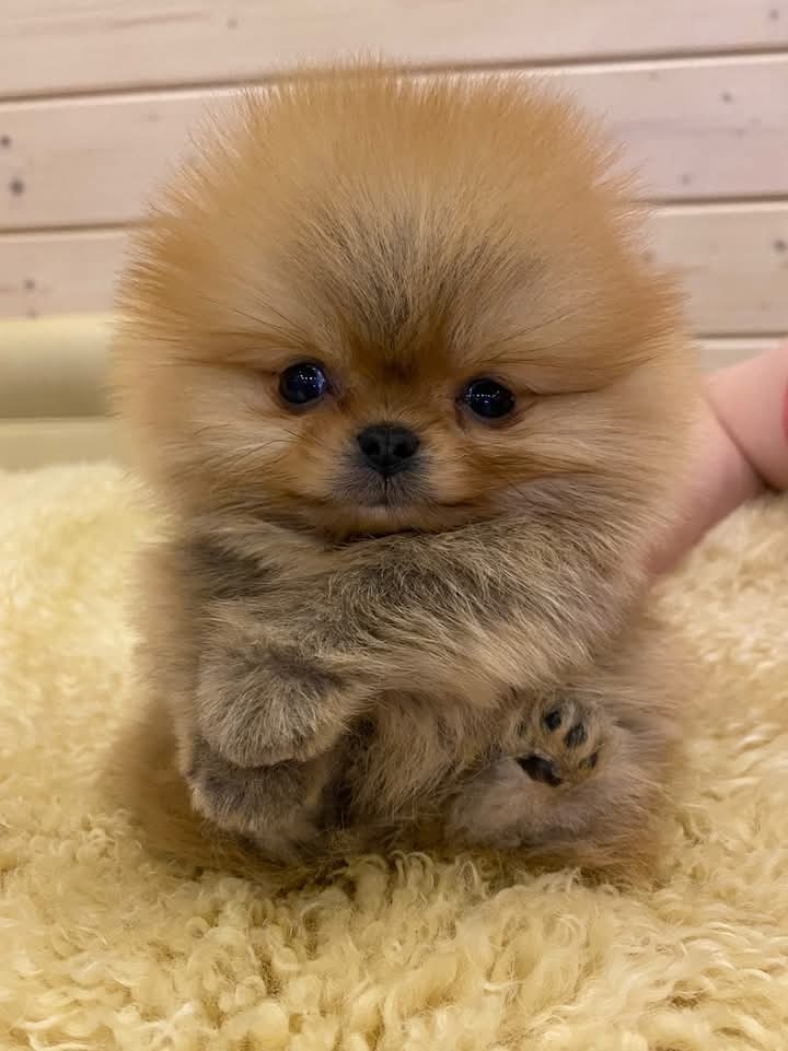 Pomeranian mini