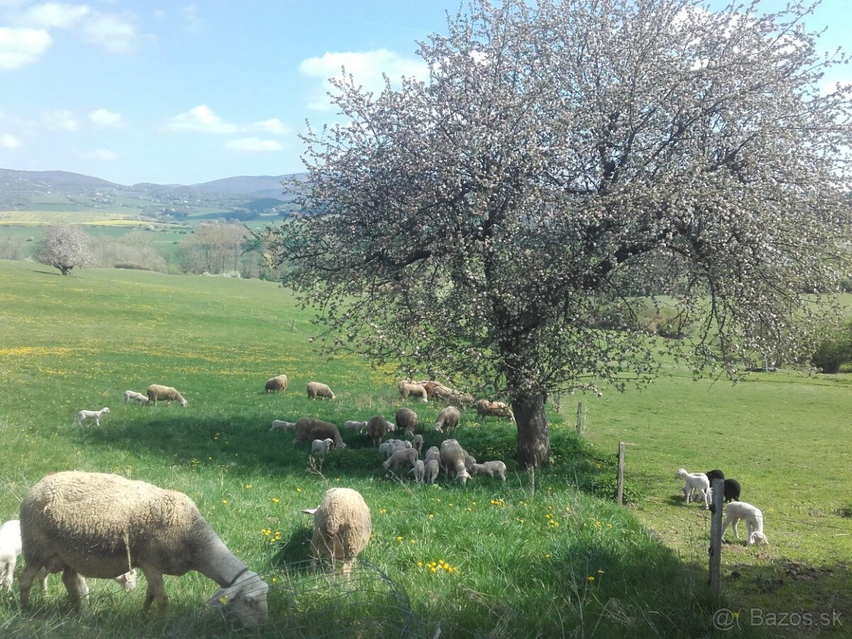 všetko na vyrobu syra