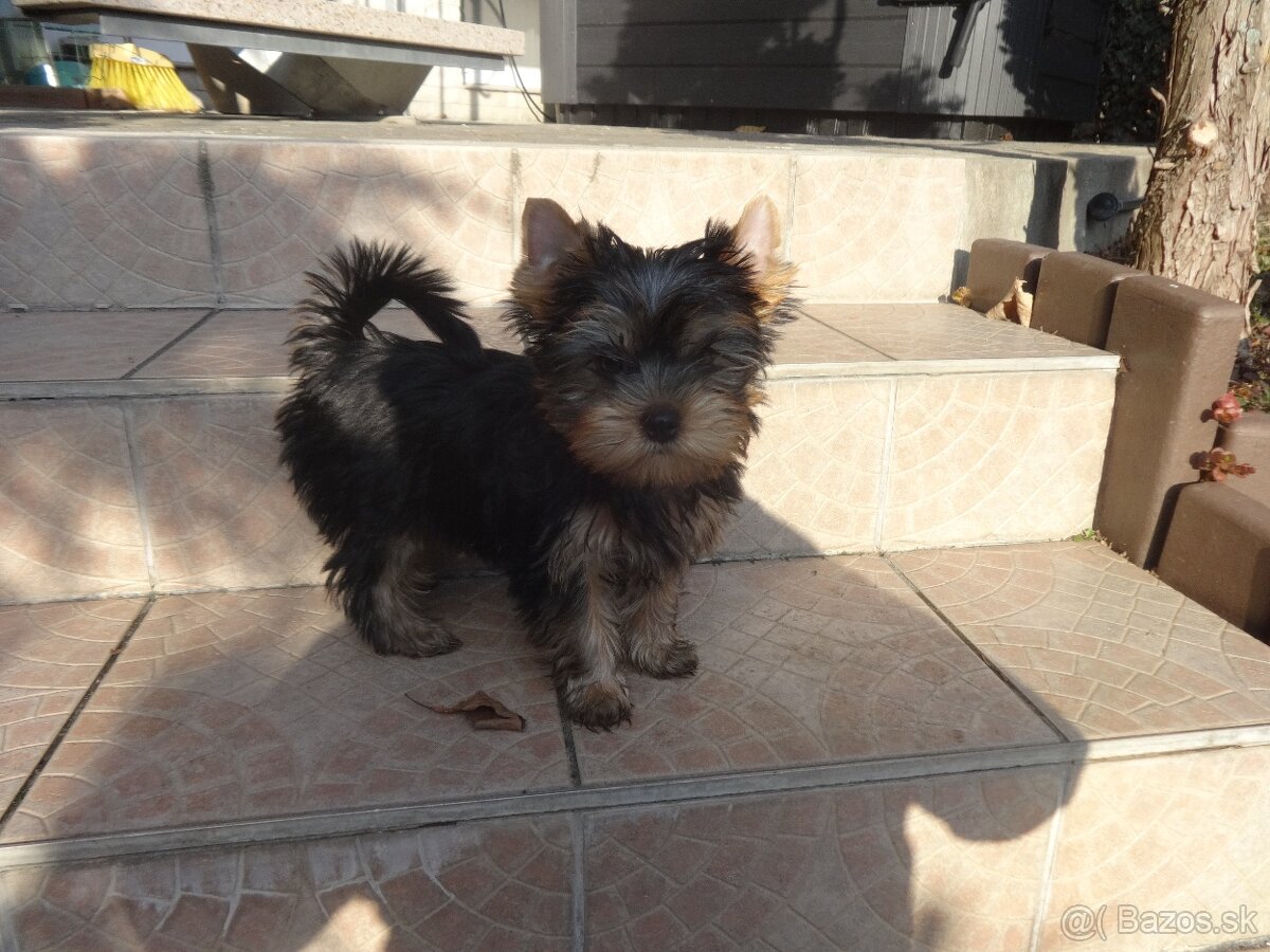 jorkšír, yorkshire terrier, jorkšírsky teriér