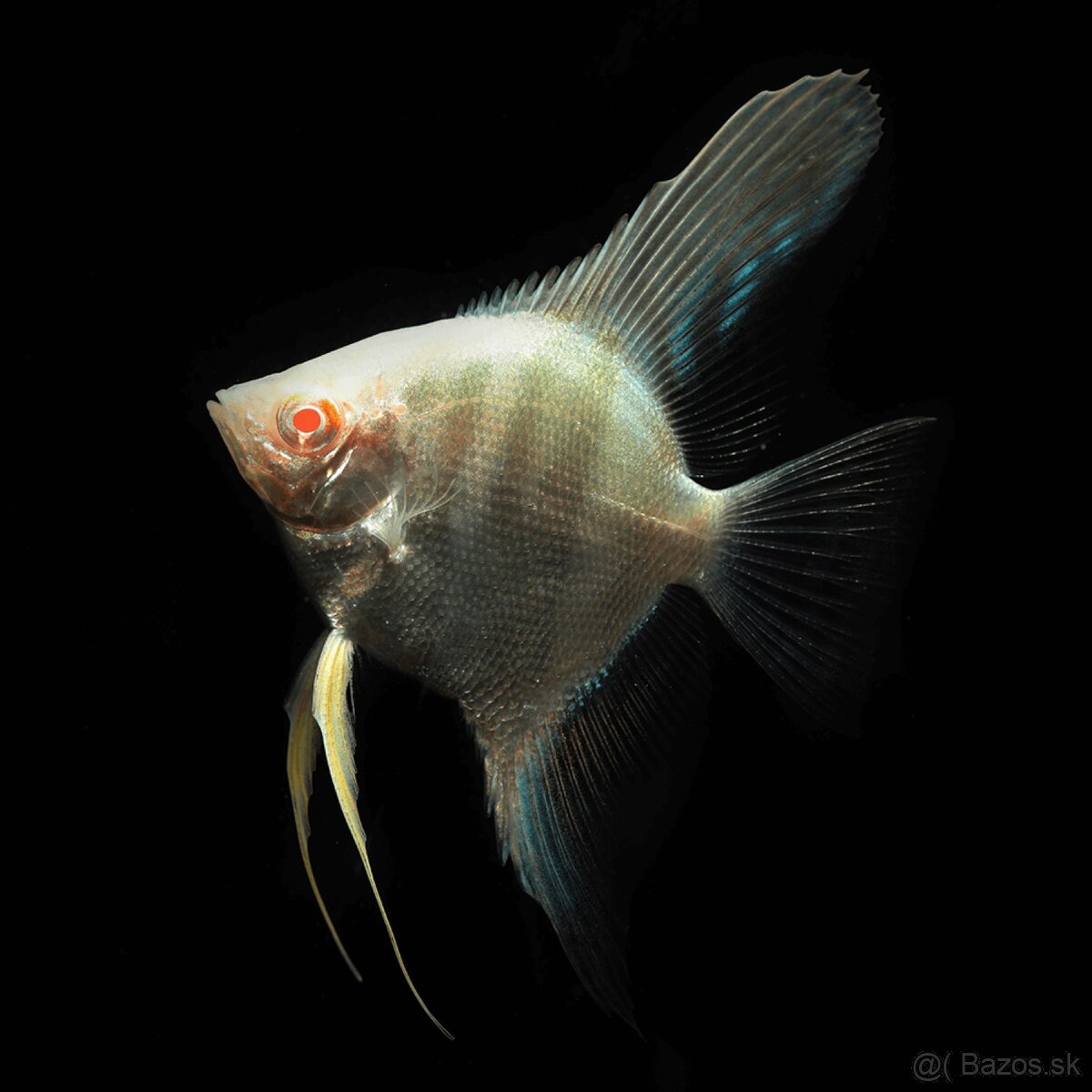 SKALAR AMAZONSKY RIO JAPURA ALBINO