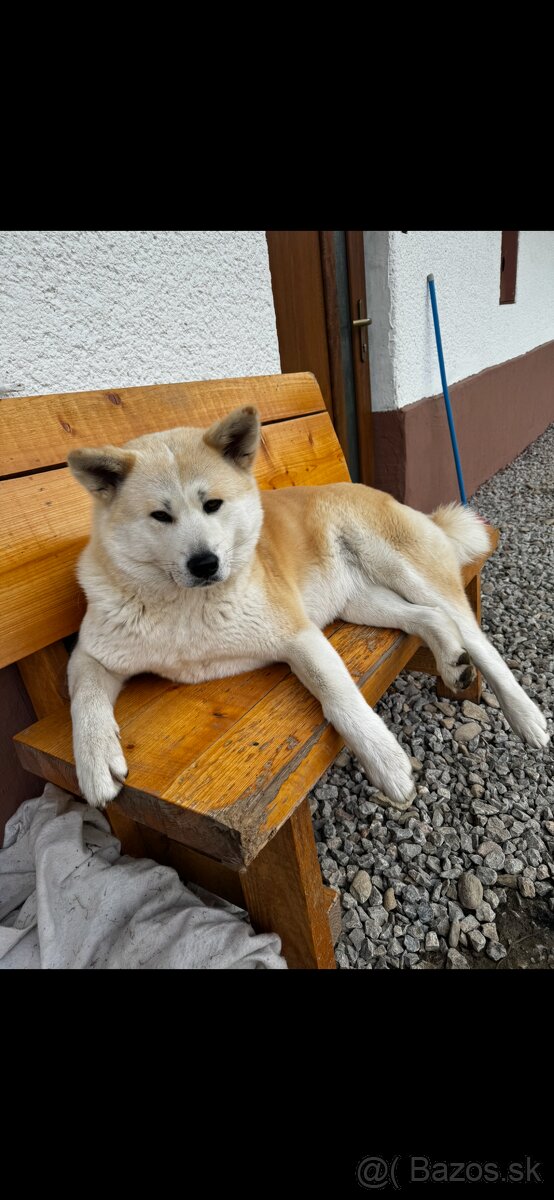 Šteniatka Akita Inu