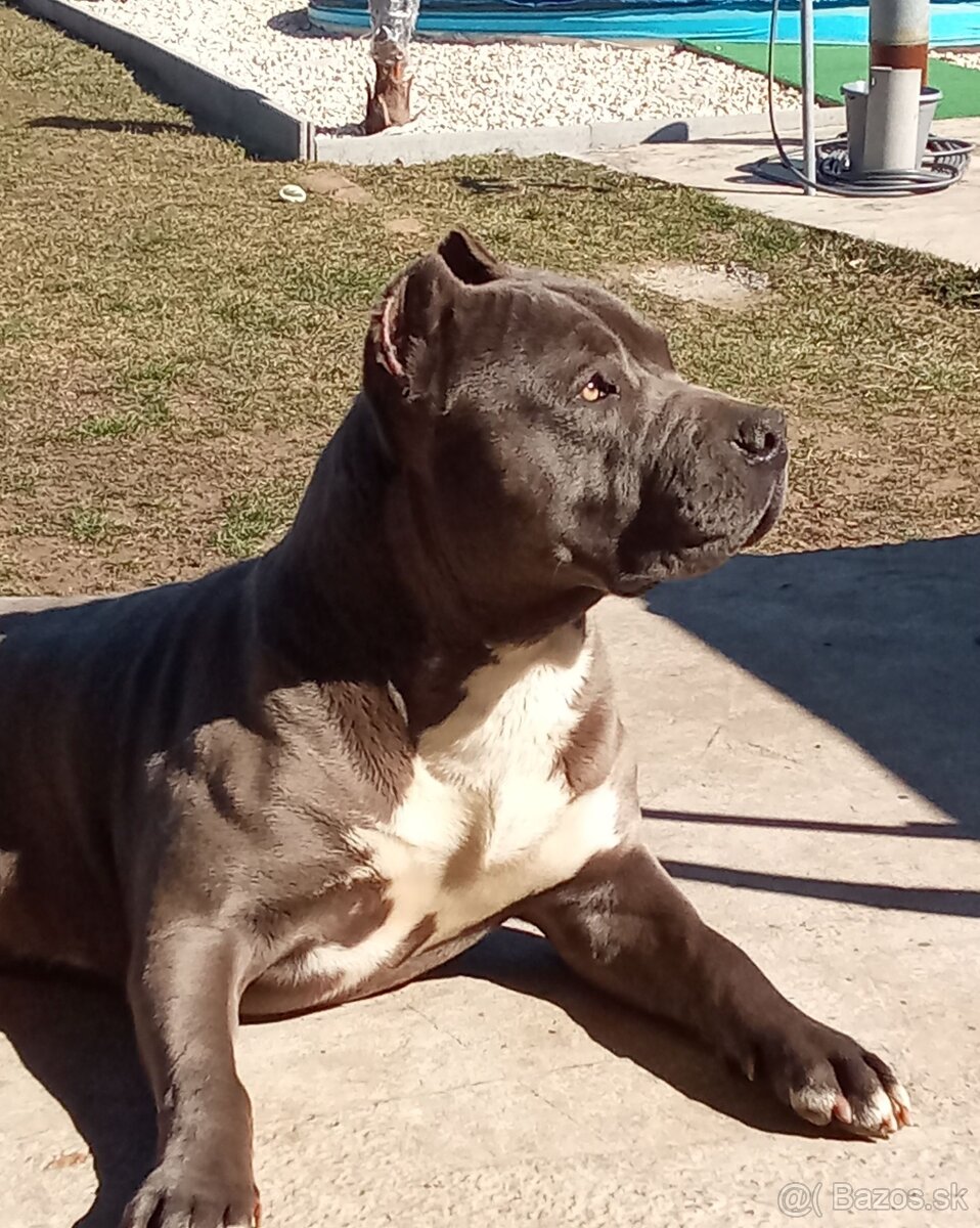 Krytie American Bully