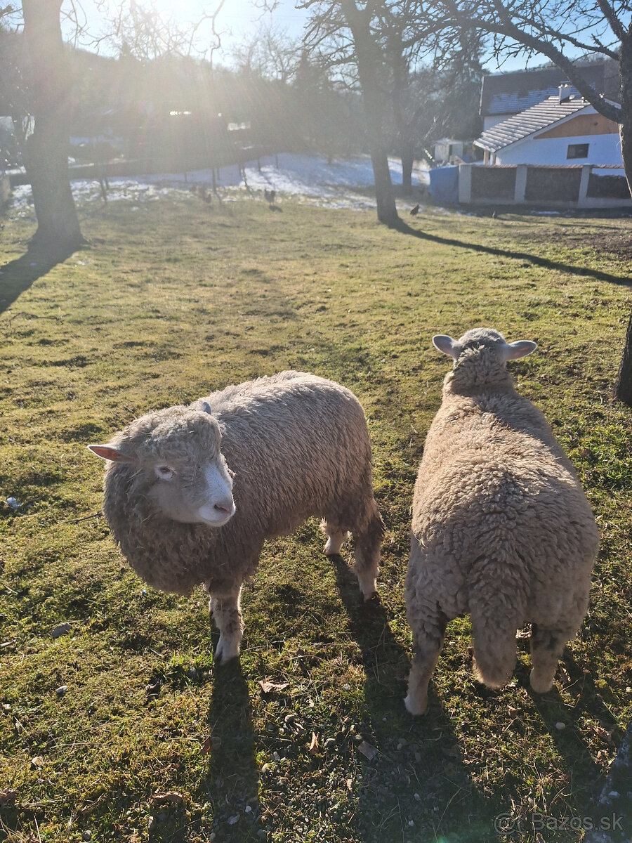 Predám barana Ile de France