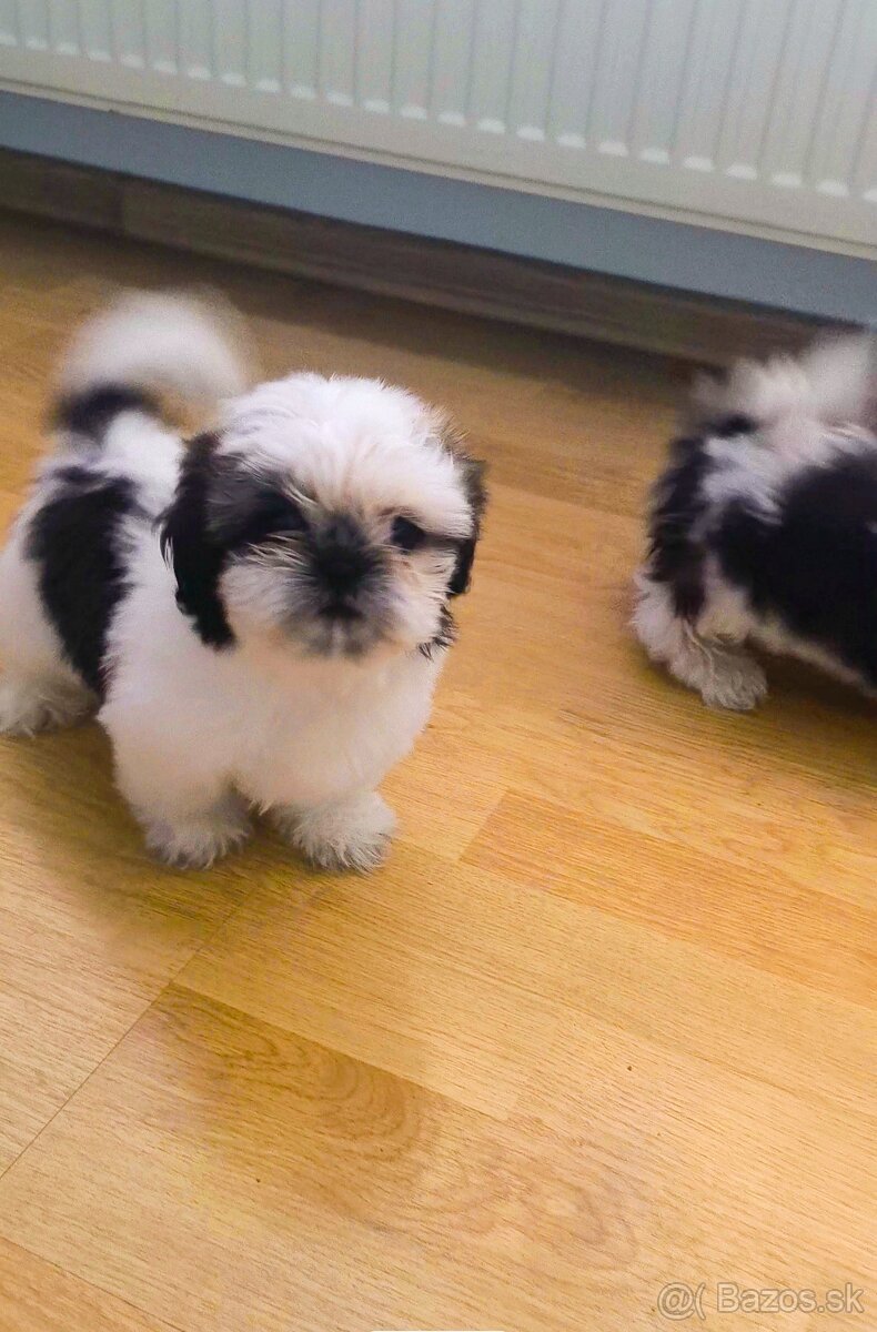 Predám šteniatka shih-tzu, šicu, shi-tzu, ši-cu