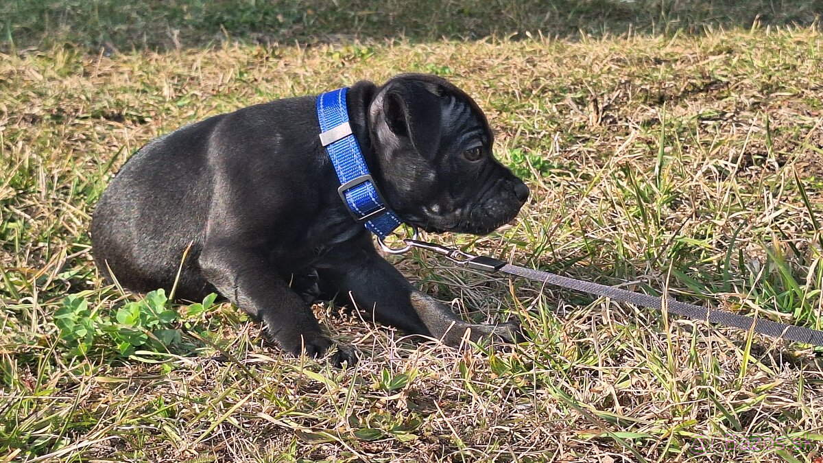 Staffordshire bull terrier