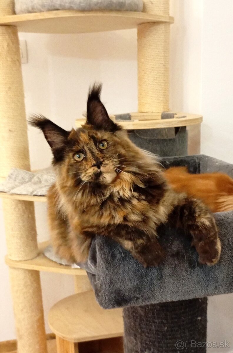 Maine Coon s PP