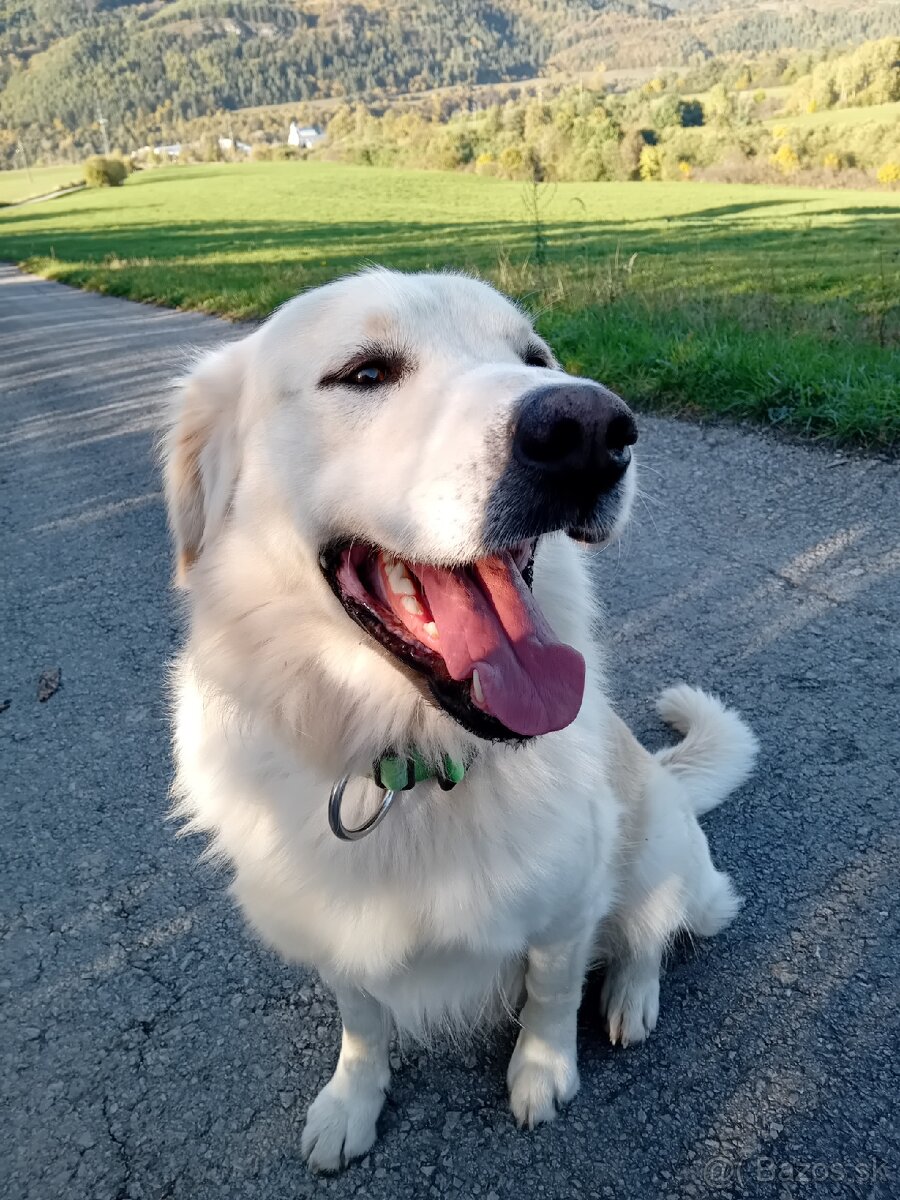 Zlatý retriever