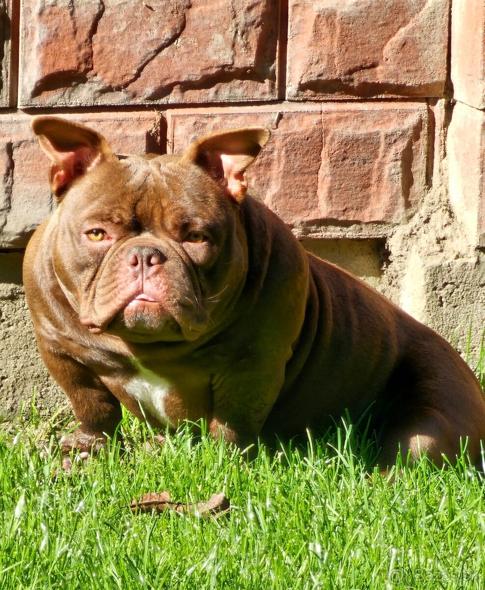 American Bully Nano psik aj fenka