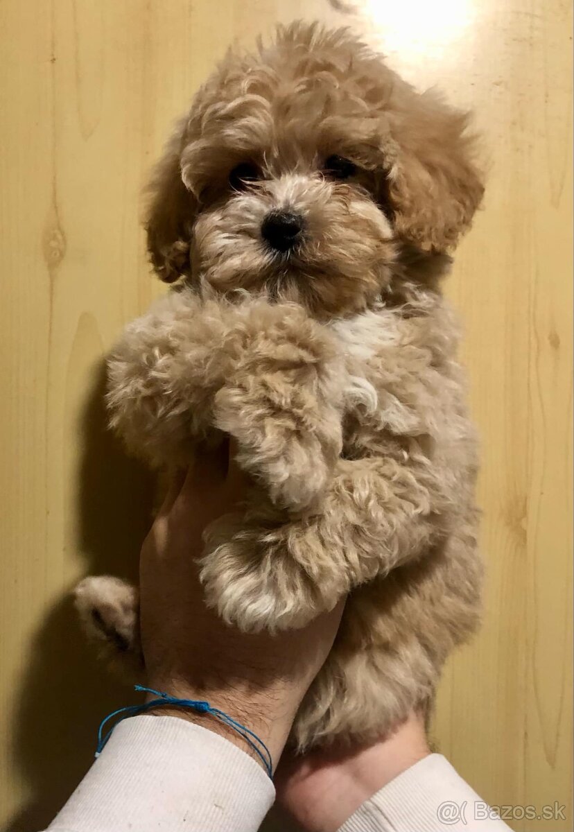 Maltipoo šteniatka