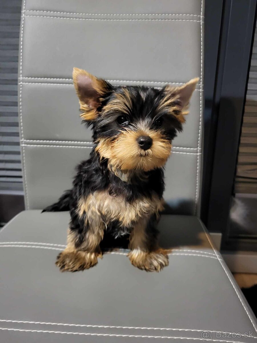 Yorkshirsky terier, Yorkshire Terrier, Jorksirsky terier