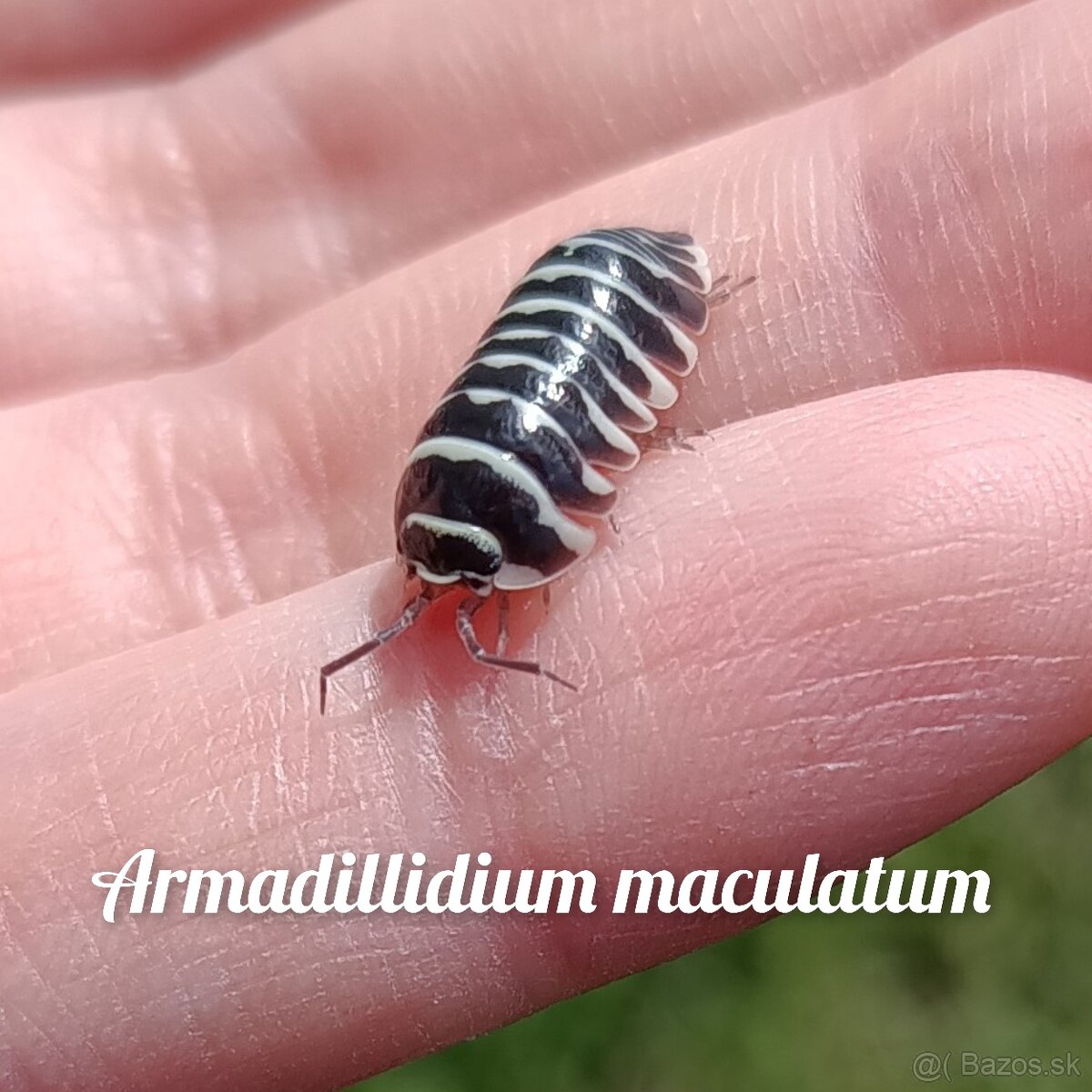 ❤️Najväčšia zbierka isopod