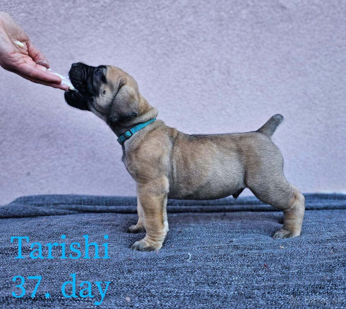 Boerboel - štěňata s PP (FCI)