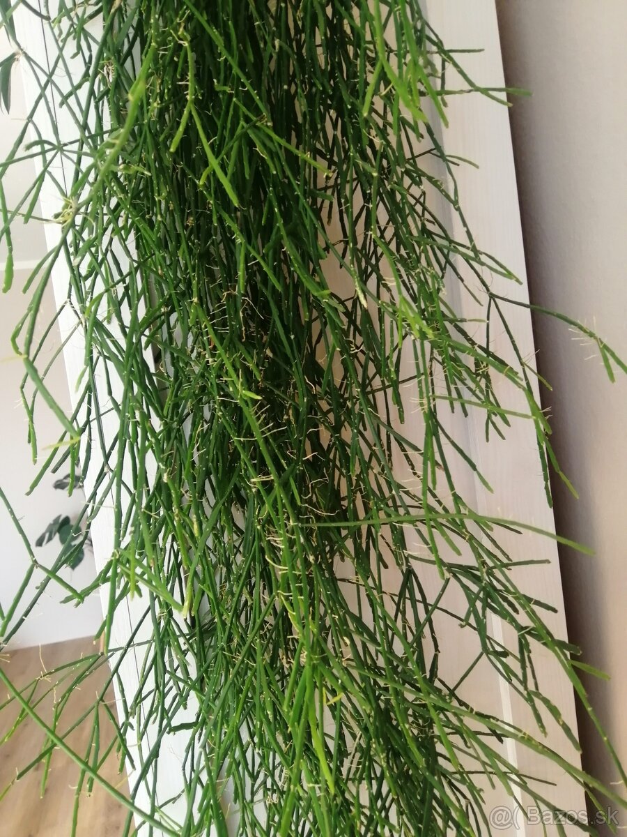 Rhipsalis izbová rastlina