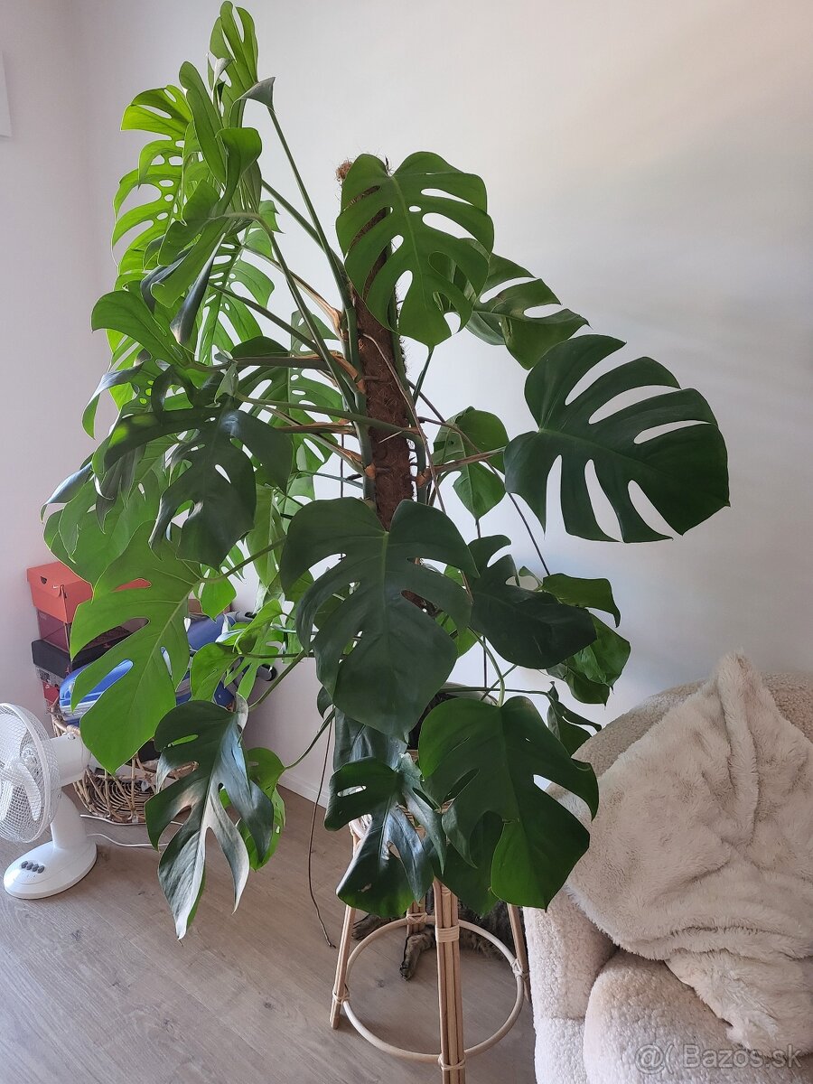 PREDANE Monstera