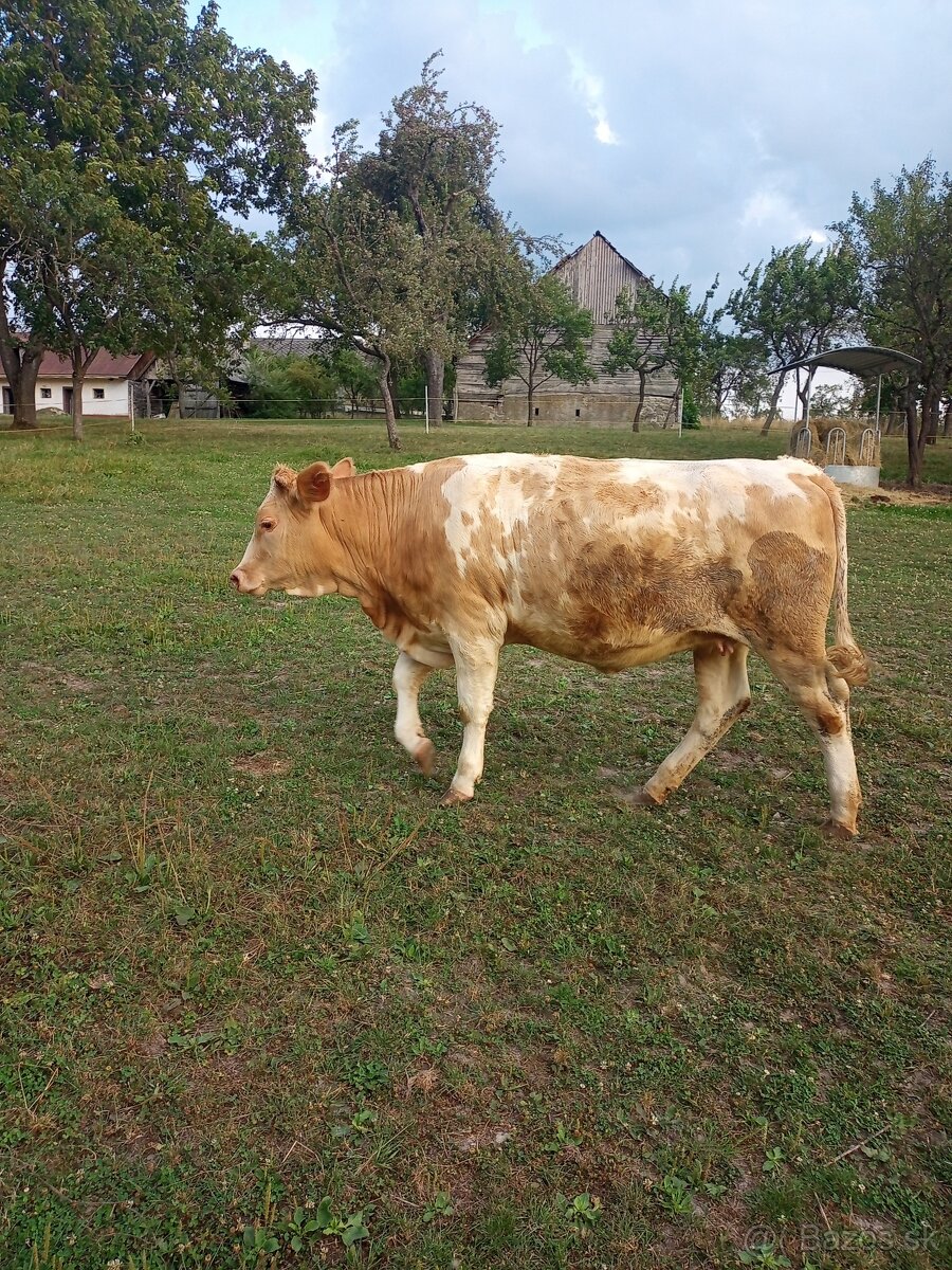 Predám jalovicu