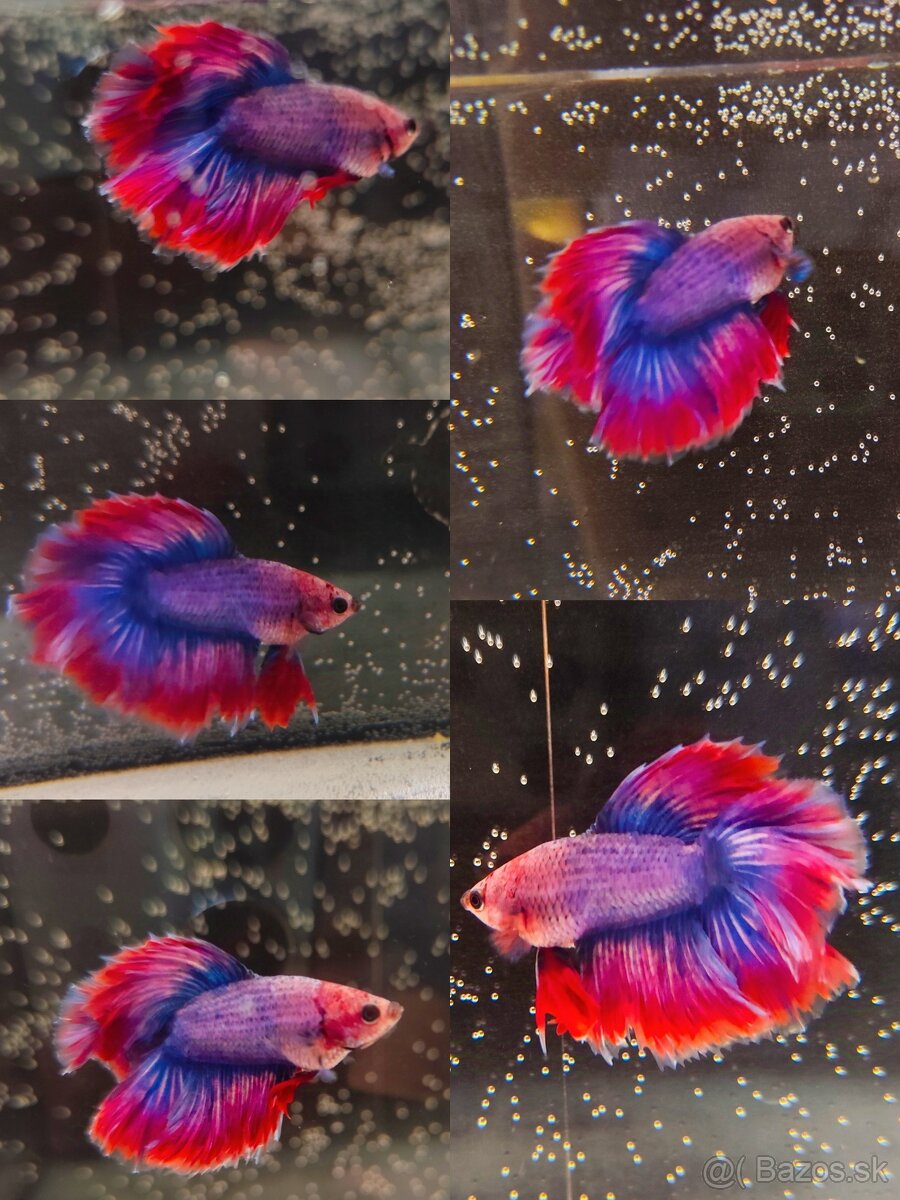 Betta Splendens - Bojovnica Pestrá.